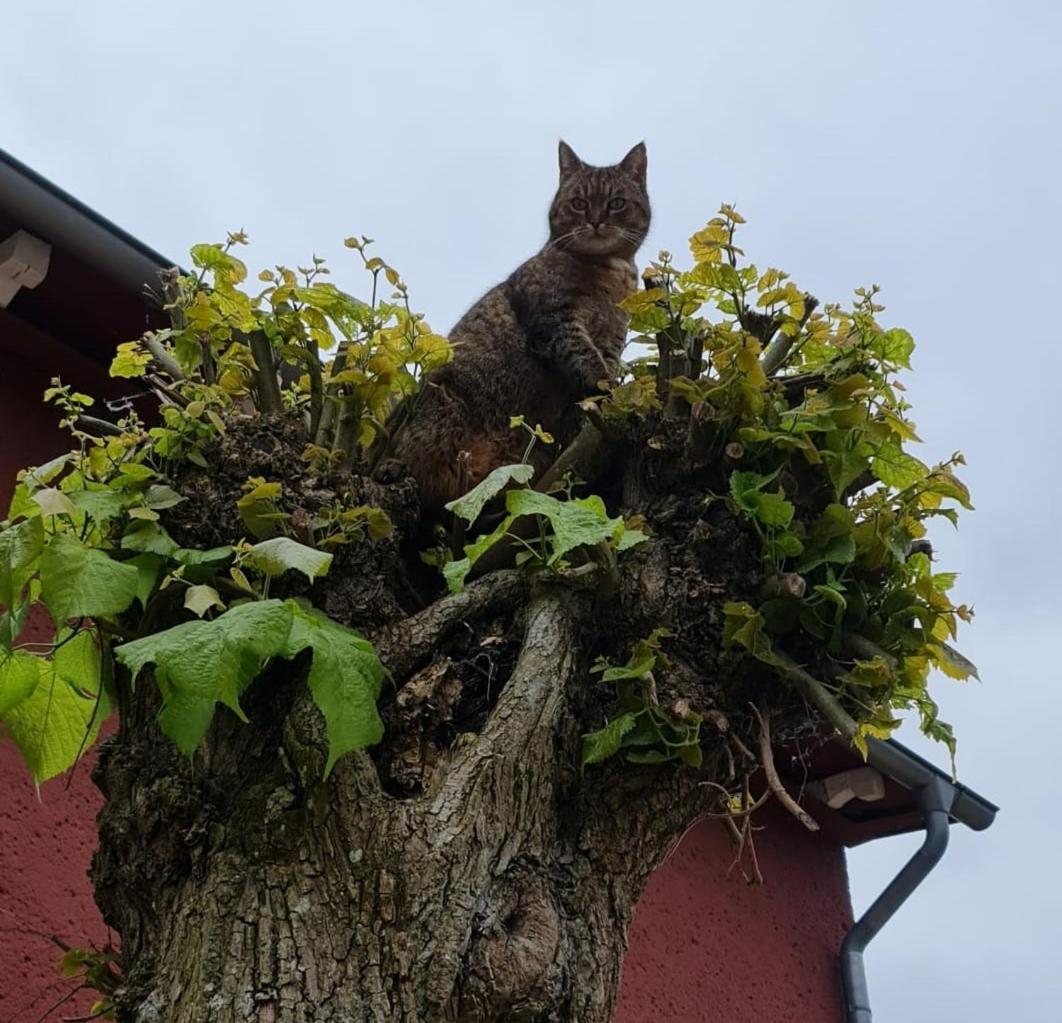 Ferienhof Am Kaebelicksee Kratzeburg エクステリア 写真
